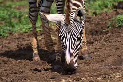 Zebra on land