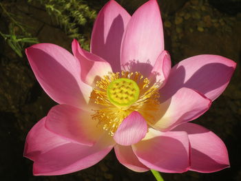 Close-up of pink orchid