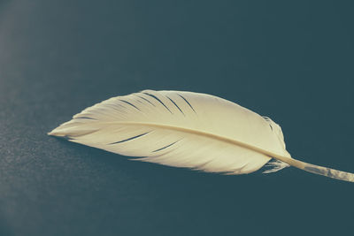 Close-up of feather against black background