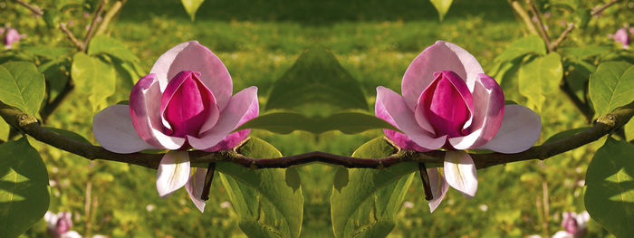 Close-up of pink lotus water lily on field