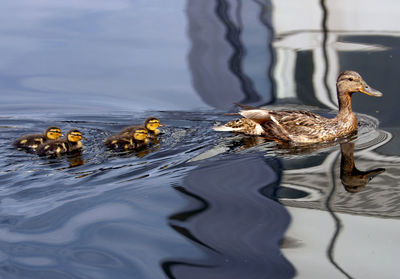 Mallard duck and ducklings swimming on pond