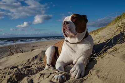 Bulldog relaxing at shore of beach against sky