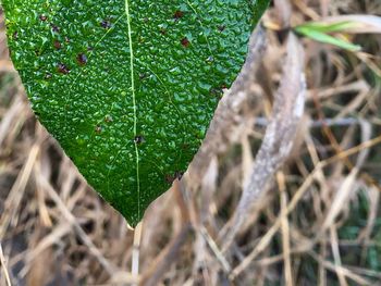 Close-up of wet leaves on field