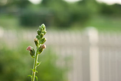 Close-up of flowering plant