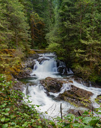 Scenic view of waterfall in forest