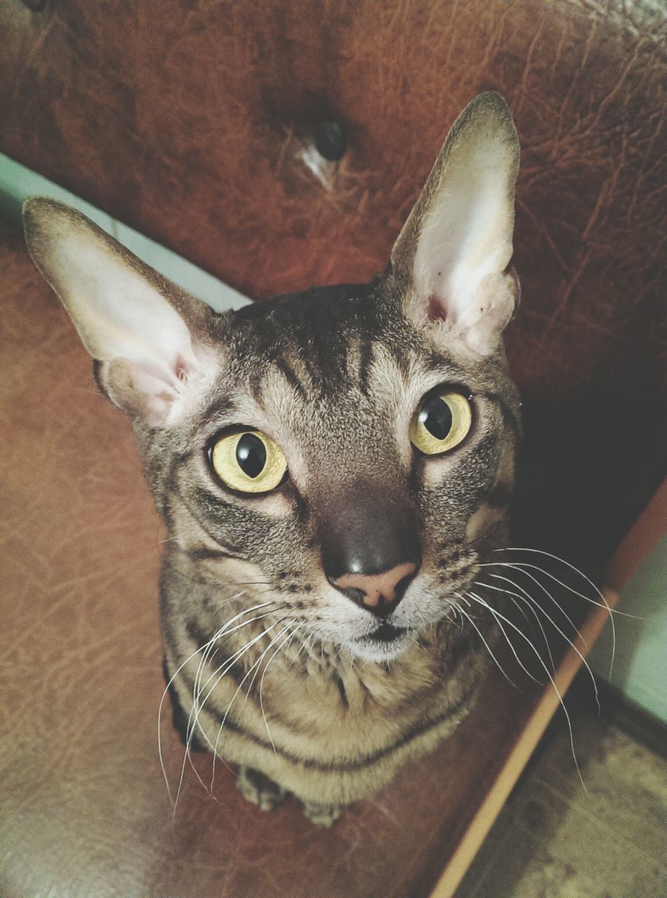 indoors, animal themes, one animal, portrait, looking at camera, high angle view, close-up, domestic animals, pets, table, animal head, no people, home interior, domestic cat, whisker, animal eye, mammal, cat, animal body part, flooring