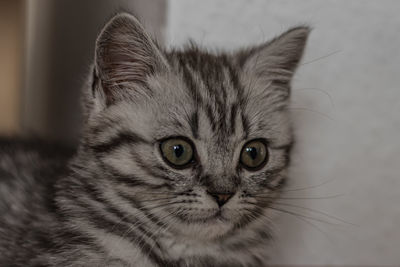 Close-up portrait of a cat