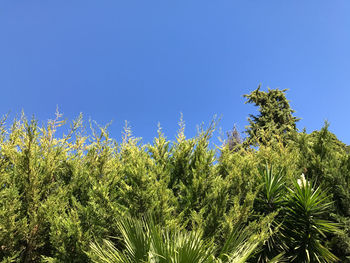 Low angle view of palm trees against clear blue sky