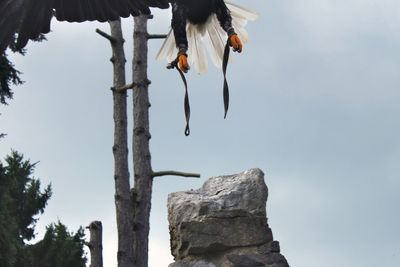 Eagle flying against sky