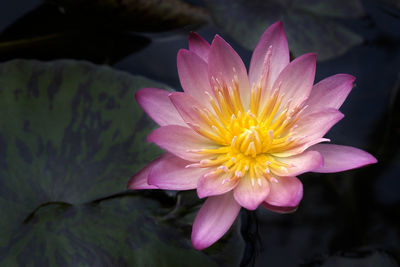 Close-up of water lily in lake