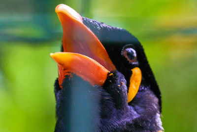 Close-up of bird looking up