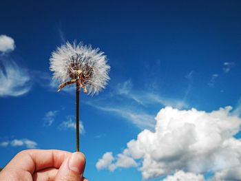 Hand holding dandelion against blue sky