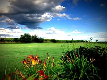 Plants growing on field against cloudy sky