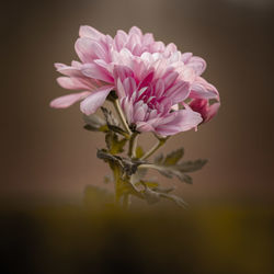Close-up of pink flower against white background
