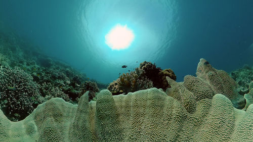 Low angle view of fish swimming in sea
