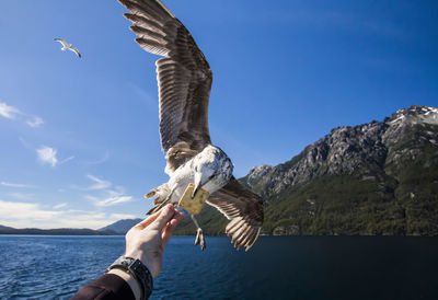 Cropped hand feeding food to seagull flying against sky