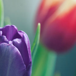 Close-up of pink flowers