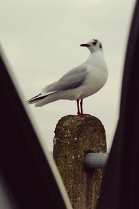 Close-up of seagull perching