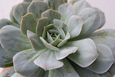 Close-up of succulent plant