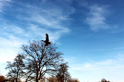 Low angle view of bird perching on tree against sky