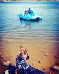 Dog sitting on beach