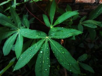 Close-up shot. green cassava leaves in my garden. beautiful green.