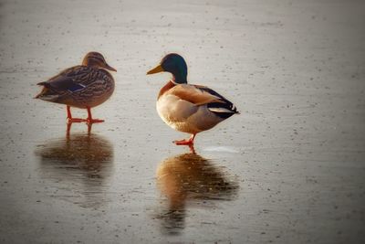 Birds in water