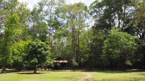 Trees in forest