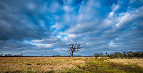 Scenic view of field against sky