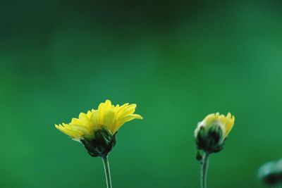 Close-up of yellow flowering plant