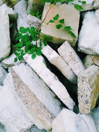 Plant growing on rocks