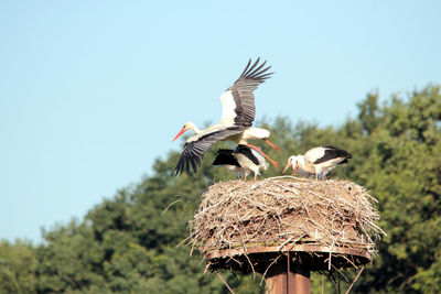 Low angle view of birds flying against the sky