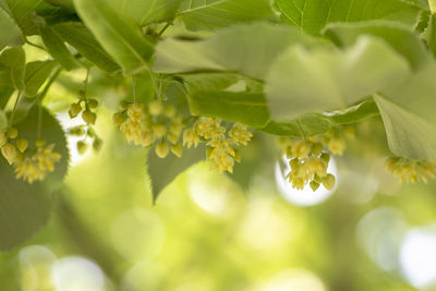 Close-up of yellow flowering plant