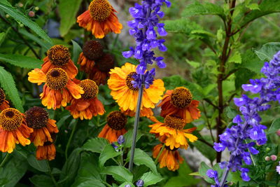 Close-up of purple flowering plants in park