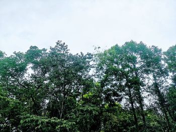 Low angle view of trees against sky