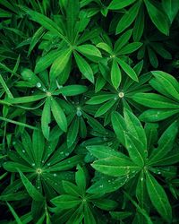 High angle view of plants