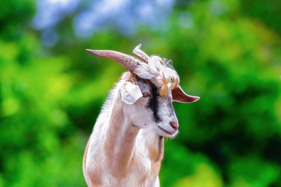 Right side face of a goat with green bokeh background