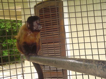 Close-up of monkey in cage