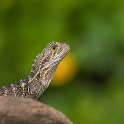 Close-up of a lizard