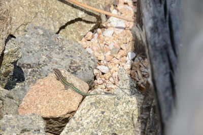 High angle view of lizard on rock