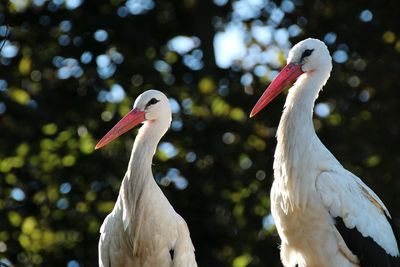 Close-up of white heron against blurred background