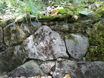 Close-up of moss on rock