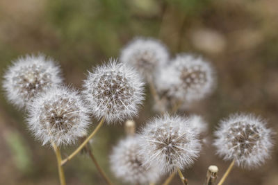 Close-up of dandelion growing in field