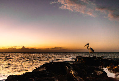 View of seagull on rock against sky during sunset