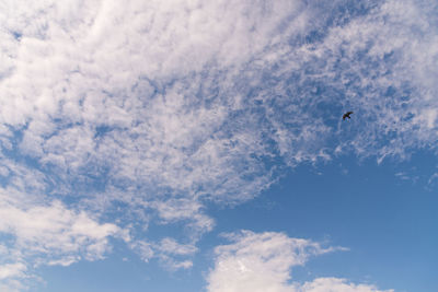 Low angle view of bird flying against sky