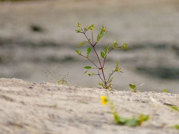 Close-up of small plant on field