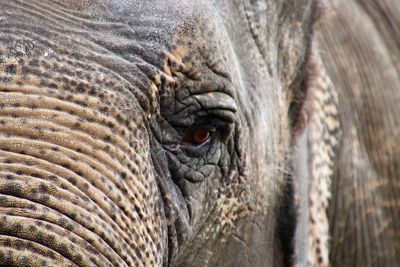 Close-up of elephant