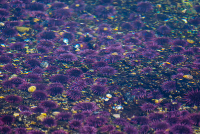 Close-up of purple flowers
