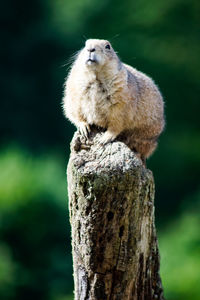 Close-up of prairie dog on weathered wooden post