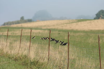 Birds gathering on fence